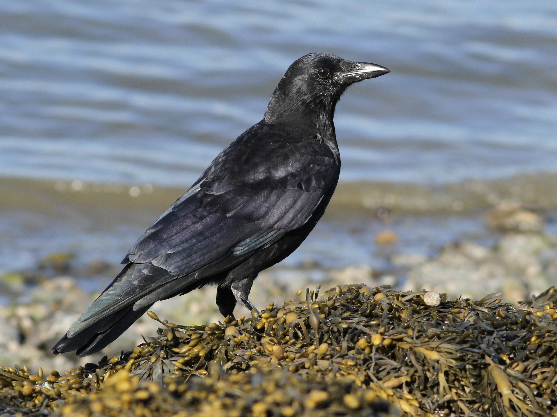 American Crow - Evan Lipton