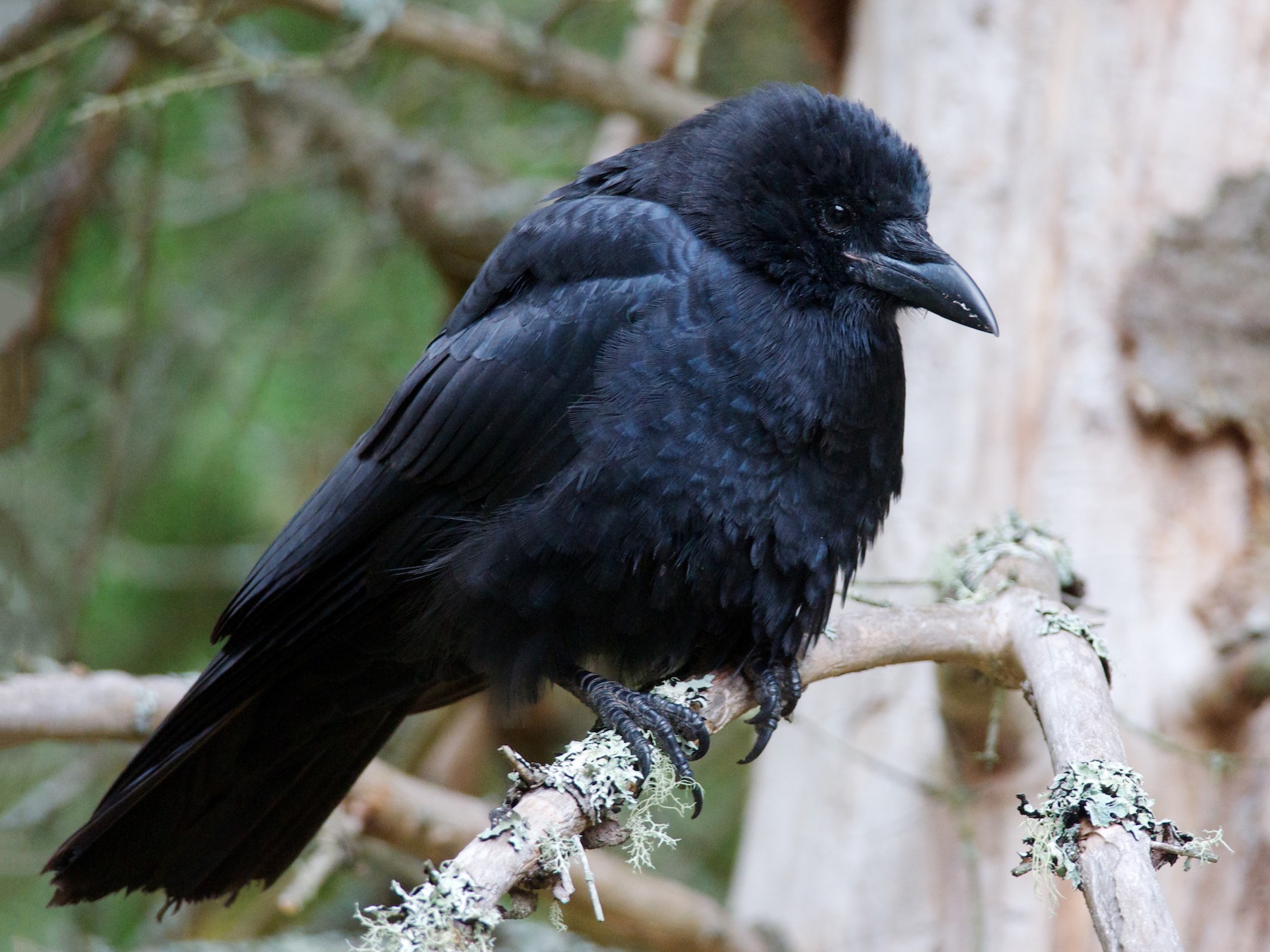 American Crow - Amanda Guercio