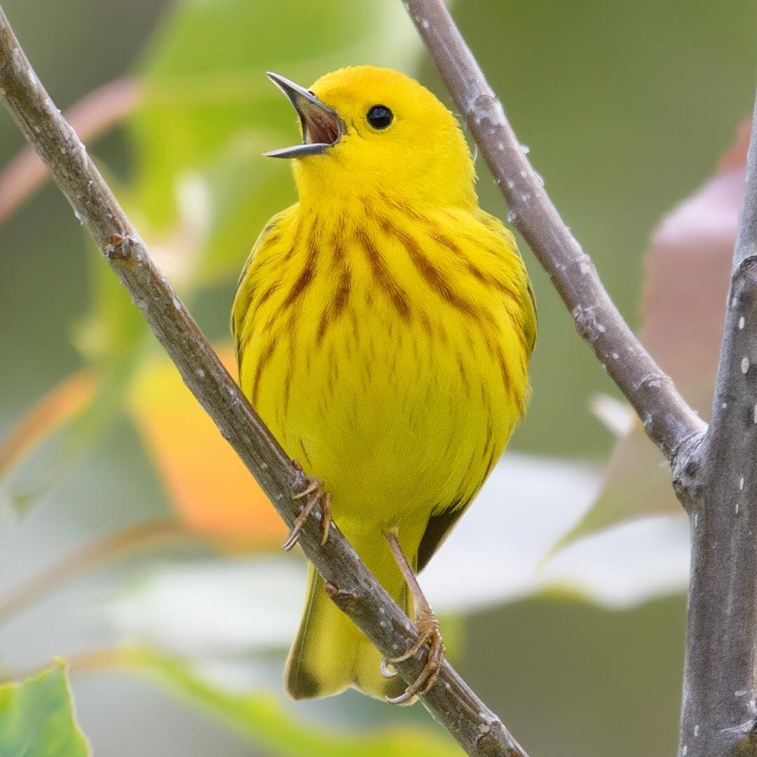 Yellow Warbler - Shayna Marchese