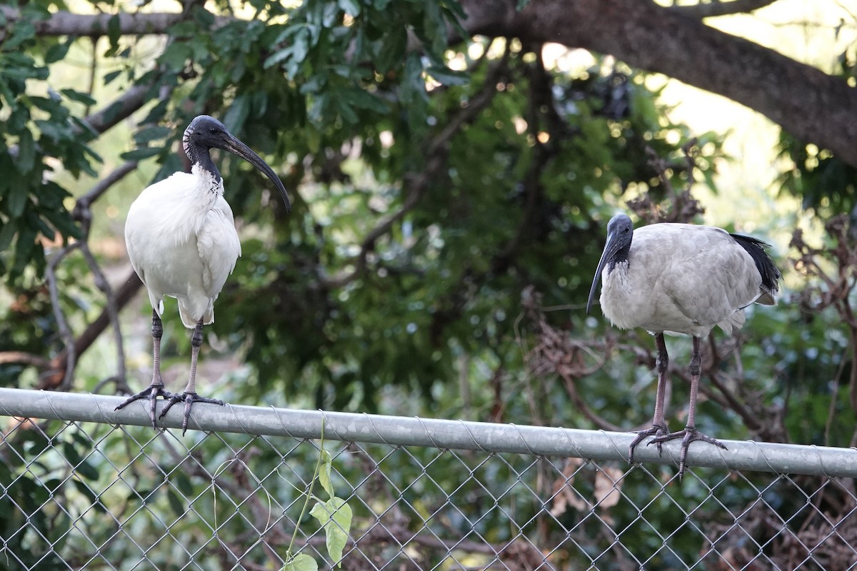 ibis australský - ML598587721