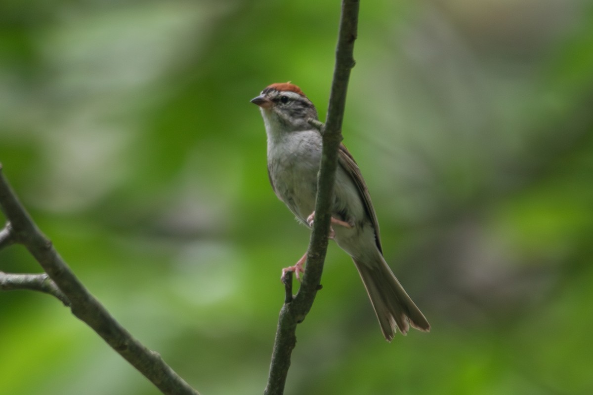 Chipping Sparrow - ML598590351