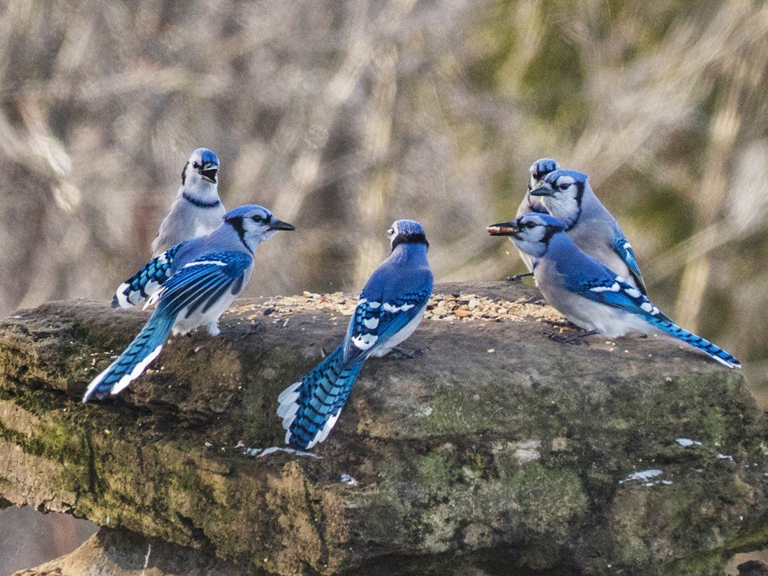 Blue Jay  Audubon Field Guide