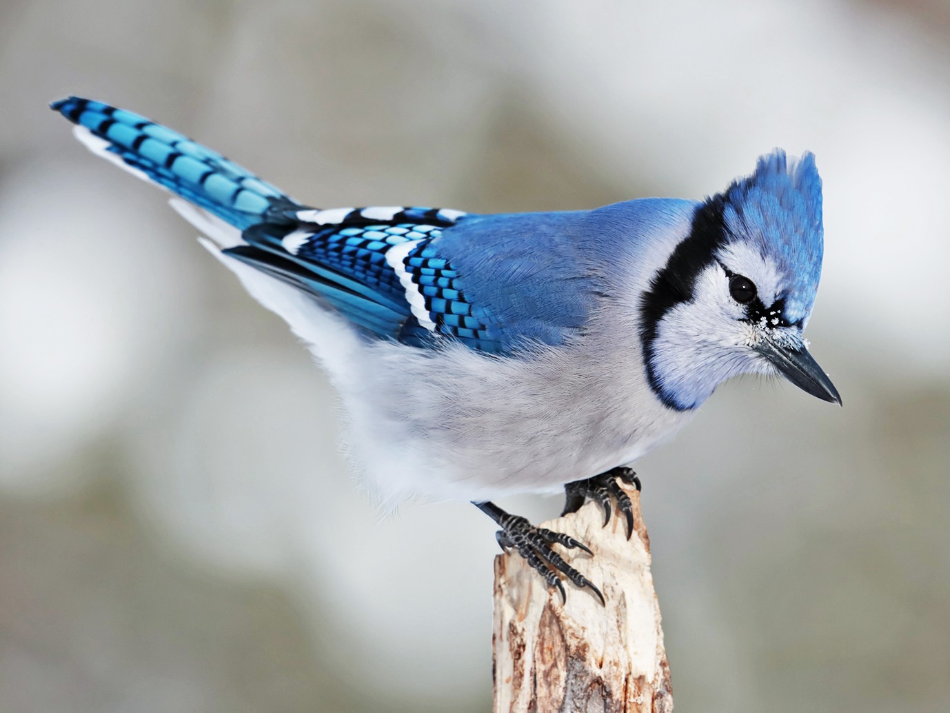 Blue Jay EBird