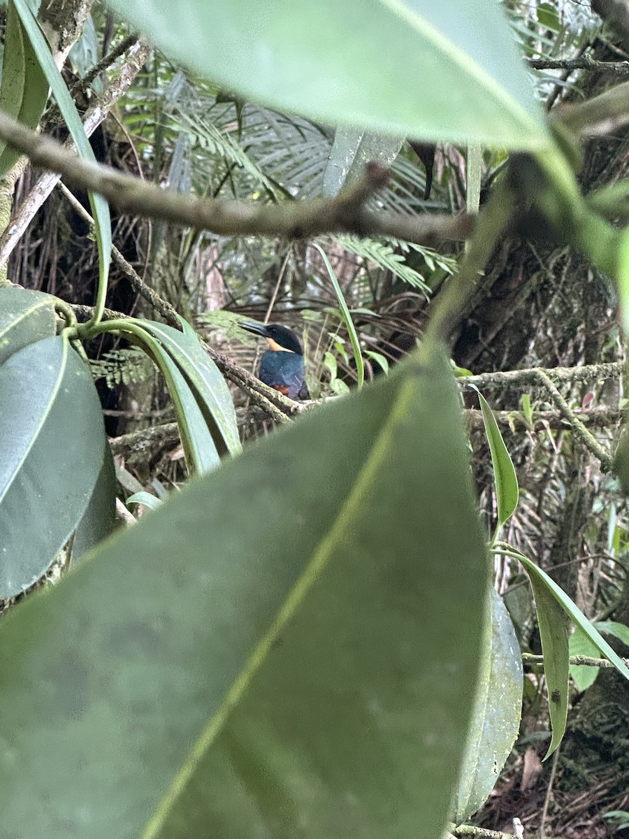 American Pygmy Kingfisher - ML598592391