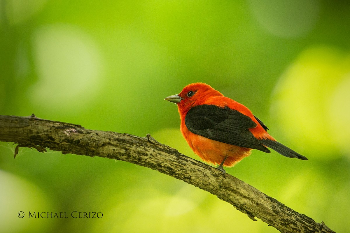 Scarlet Tanager - ML59859661