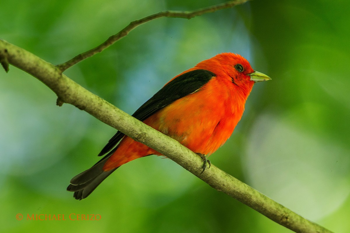 Scarlet Tanager - ML59859671