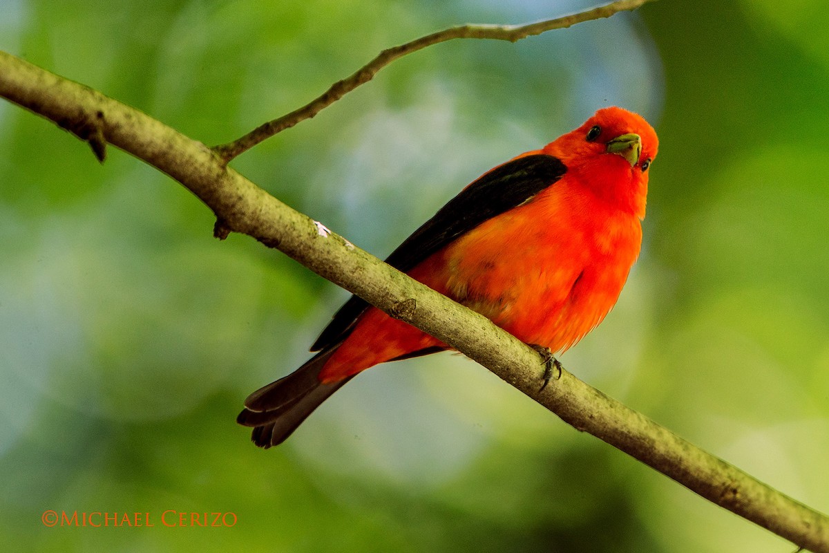 Scarlet Tanager - ML59859681