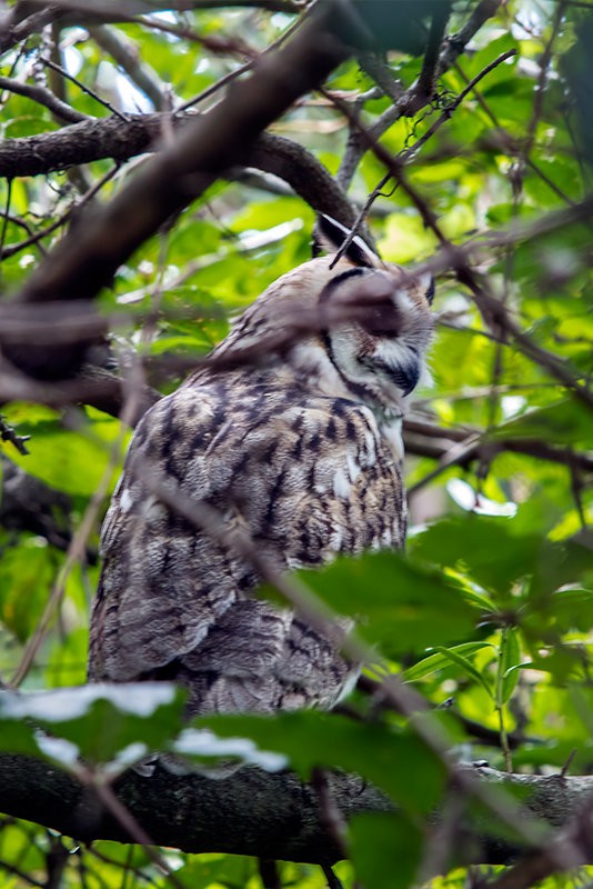 Striped Owl - ML59860331