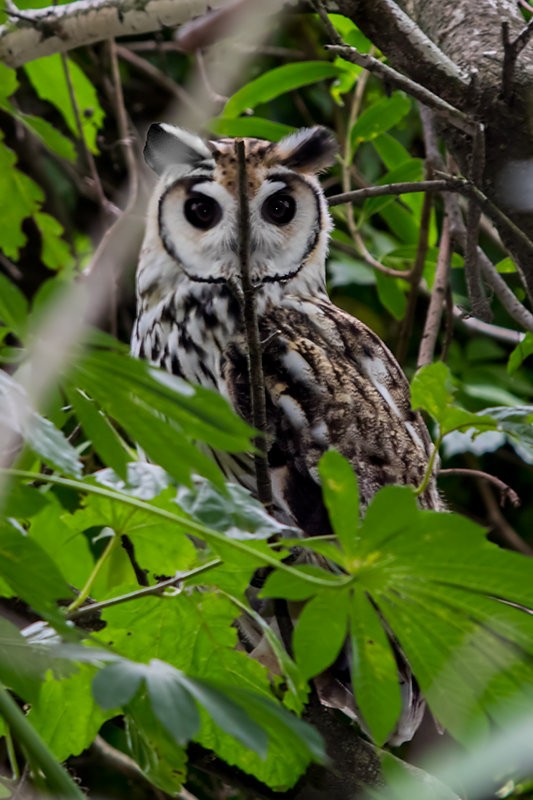 Striped Owl - ML59860341