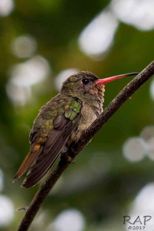 Gilded Hummingbird - ML59860401