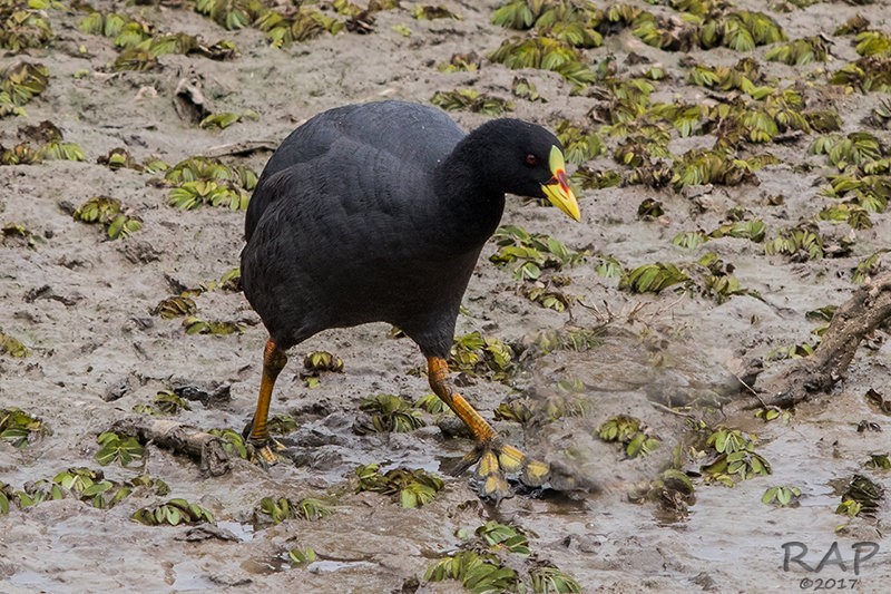 Red-gartered Coot - ML59860411