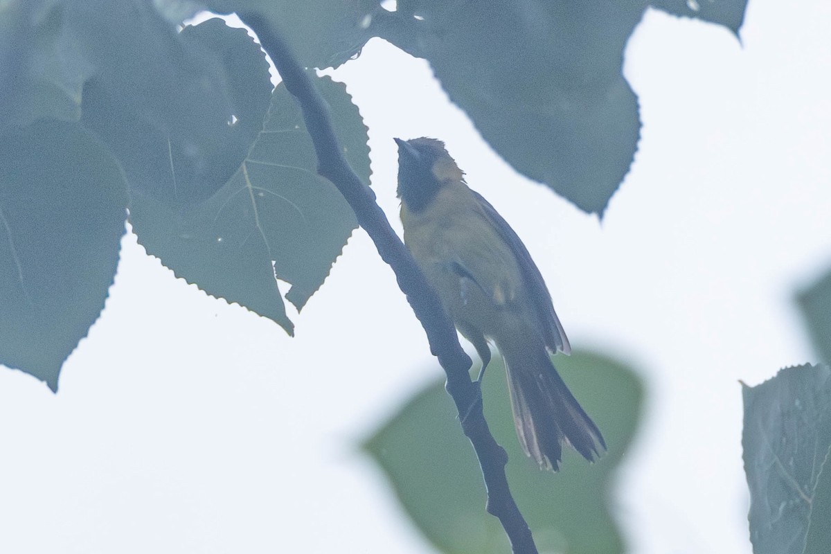 Orchard Oriole - ML598604861