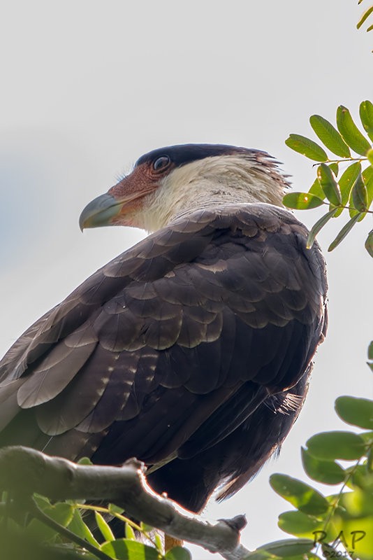 Crested Caracara (Southern) - ML59860571