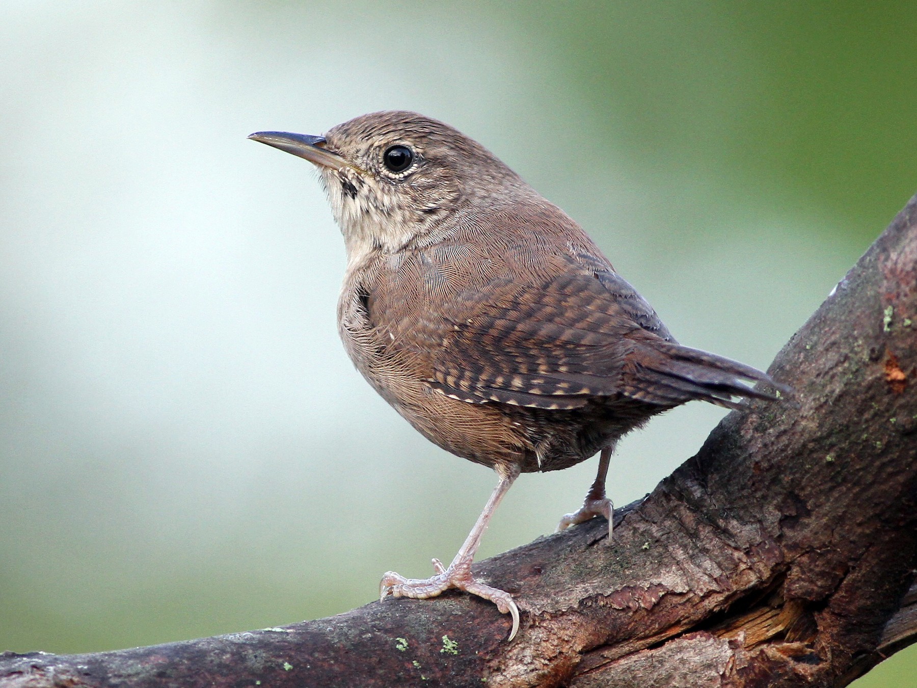 House Wren - Evan Lipton