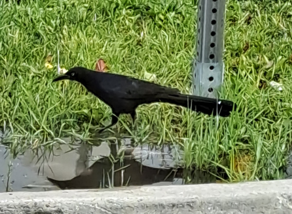Great-tailed Grackle - ML598607011