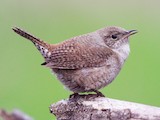 House Wren - Range map: Breeding - eBird Status and Trends