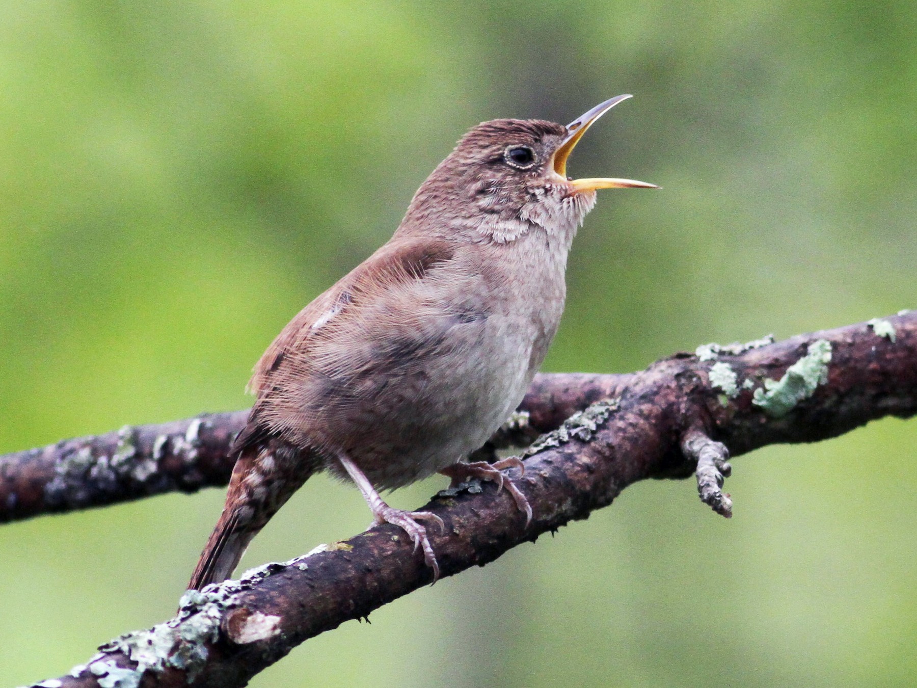 House Wren - eBird