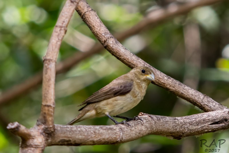 Double-collared Seedeater - ML59860971