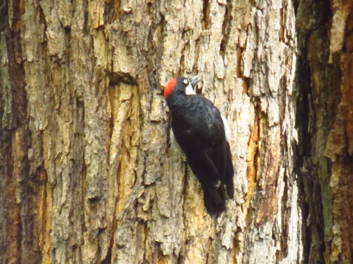 Acorn Woodpecker - ML598613941