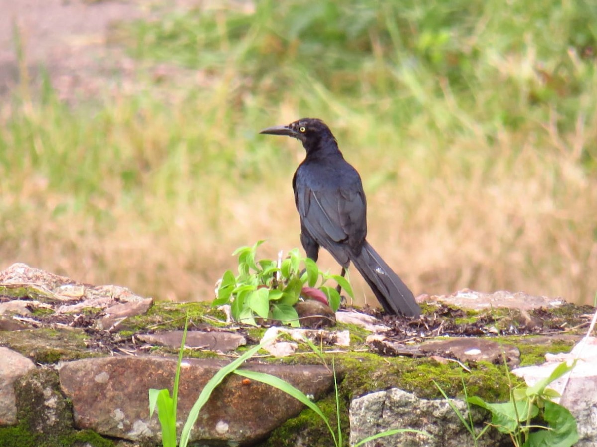 Great-tailed Grackle - ML598614421