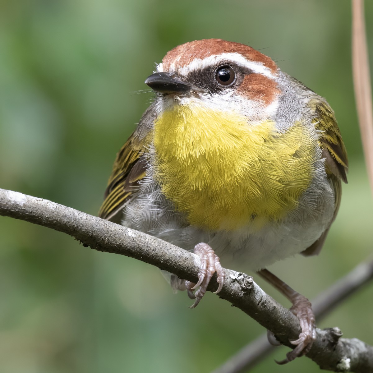 Rufous-capped Warbler - ML598616751