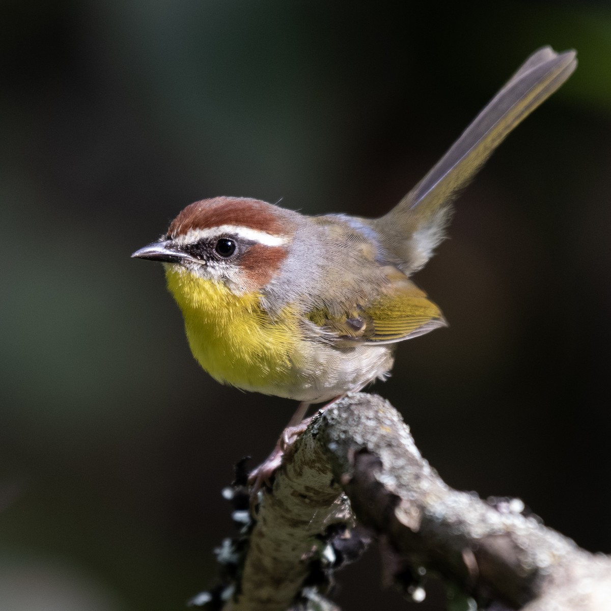 Rufous-capped Warbler - ML598616761