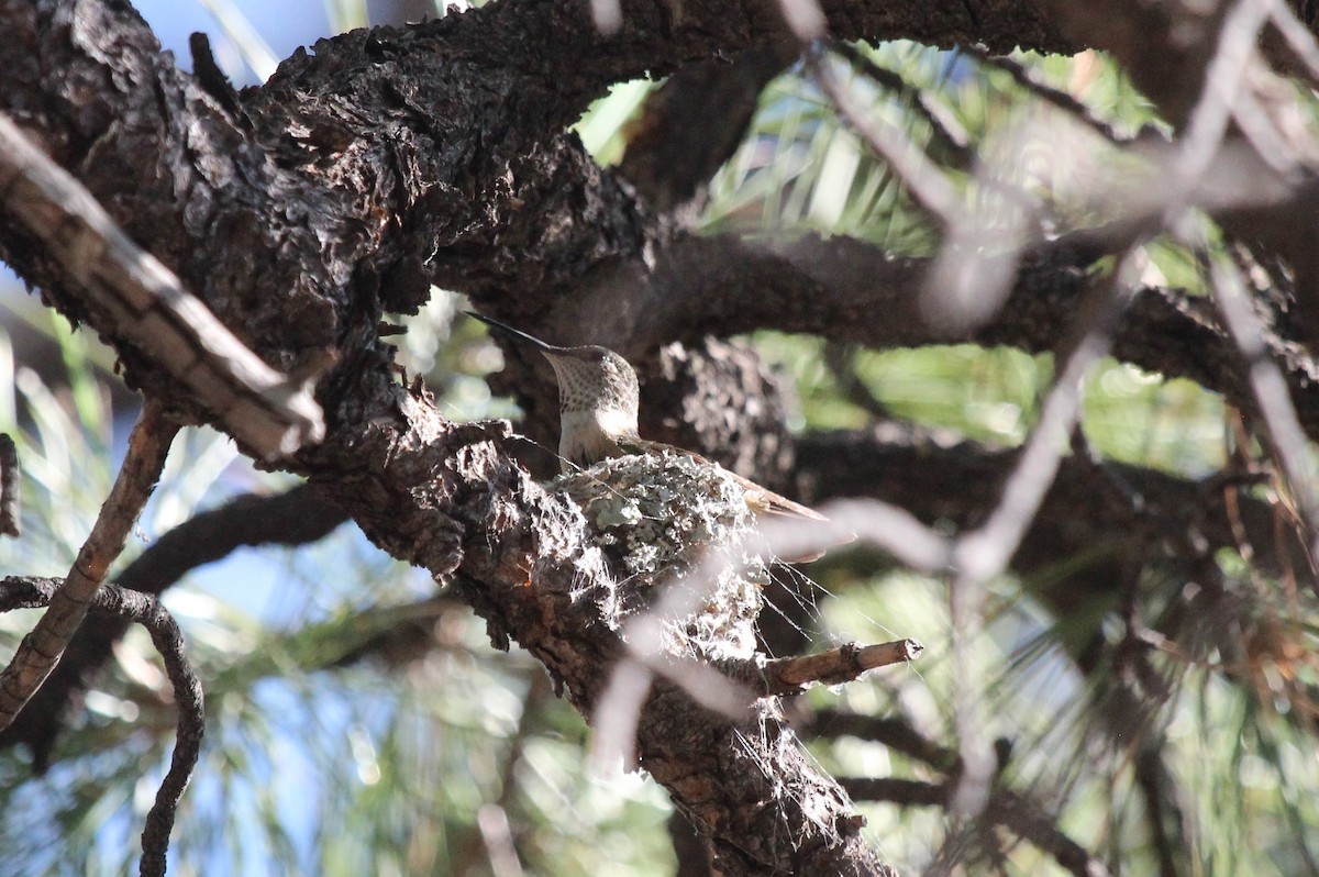 Broad-tailed Hummingbird - ML598617611