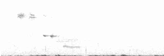 Шиподзьоб тасманійський - ML598618351
