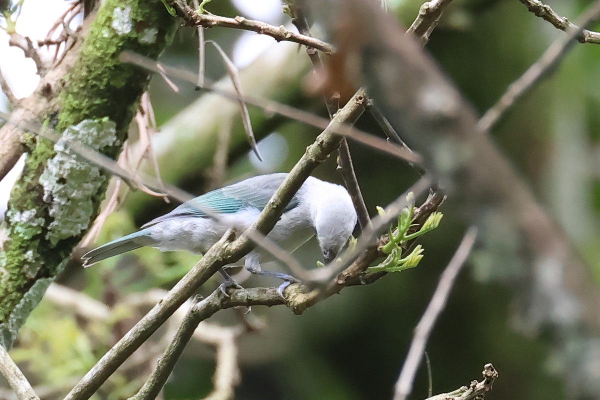 Blue-gray Tanager - ML598624611