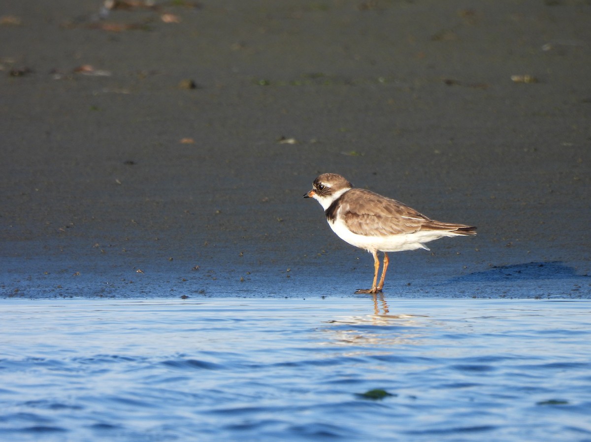 Semipalmated Plover - ML598630261