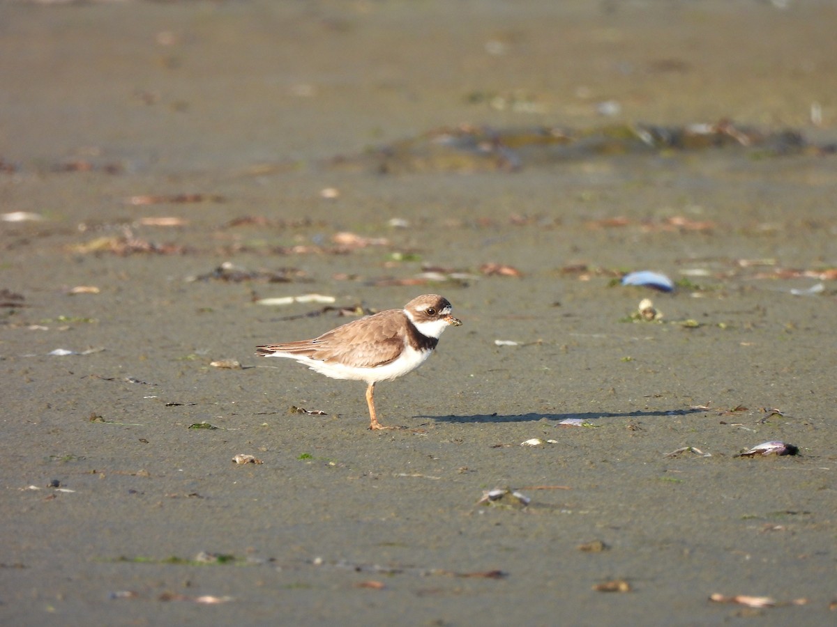 Semipalmated Plover - ML598630271