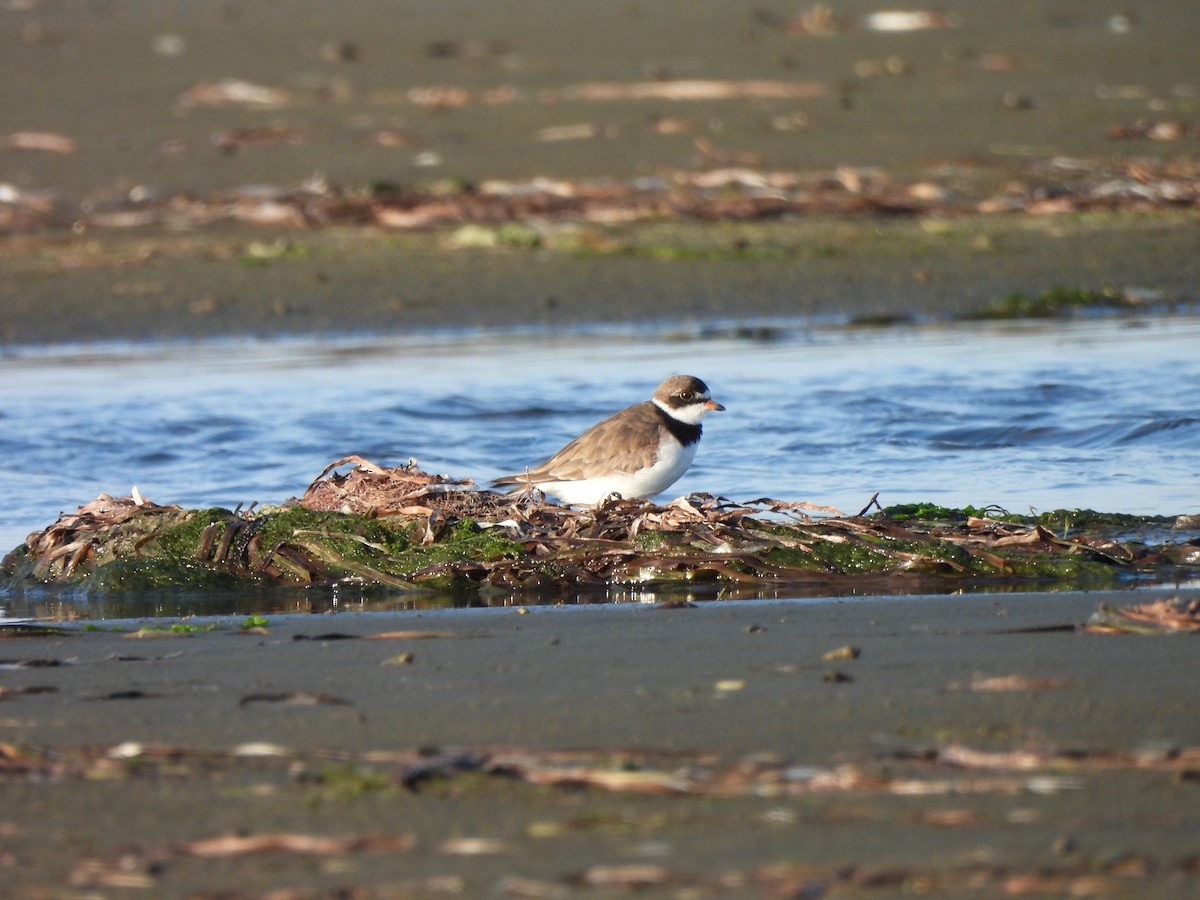 Semipalmated Plover - ML598630281