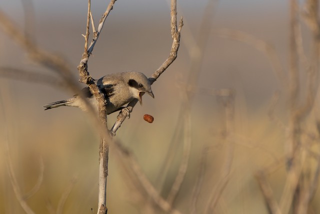 Loggerhead Shrike - eBird