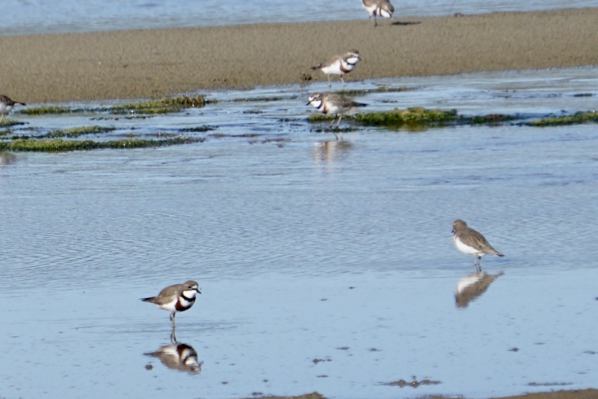 Double-banded Plover - ML598632401