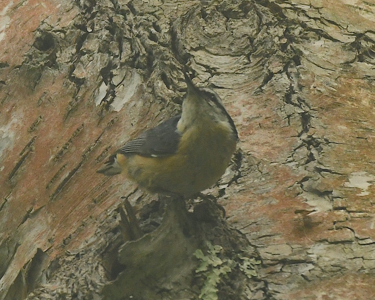 Red-breasted Nuthatch - ML598632641