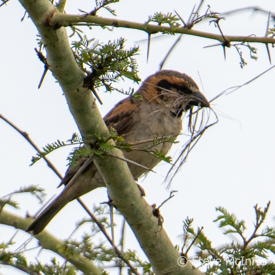 Shelley's Rufous Sparrow - ML598633631