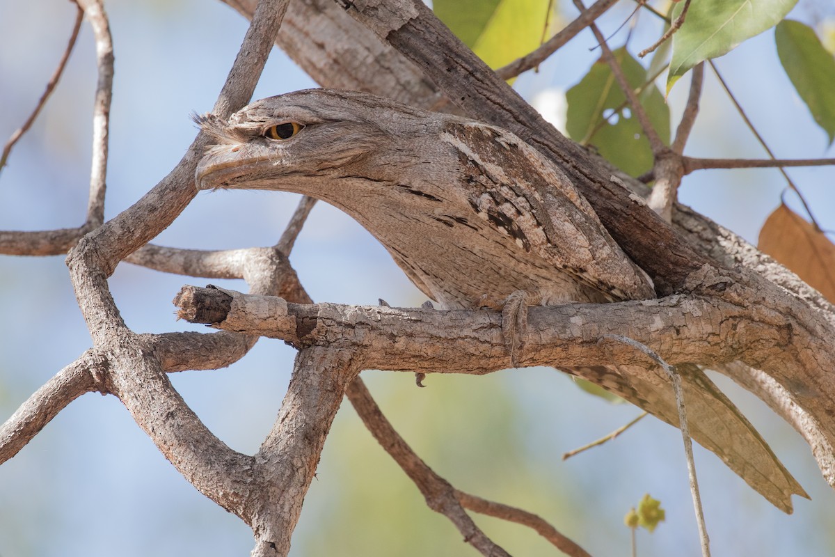 Tawny Frogmouth - Mark and Bron Horvath