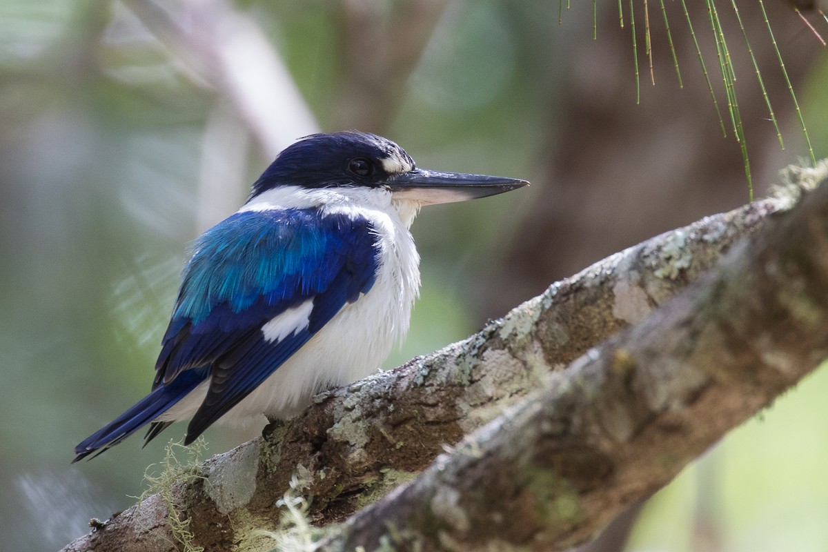 Forest Kingfisher - Mark and Bron Horvath