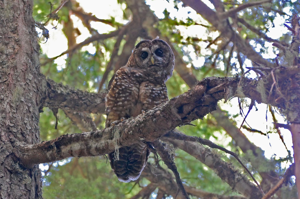 Spotted Owl (Northern) - ML598639681
