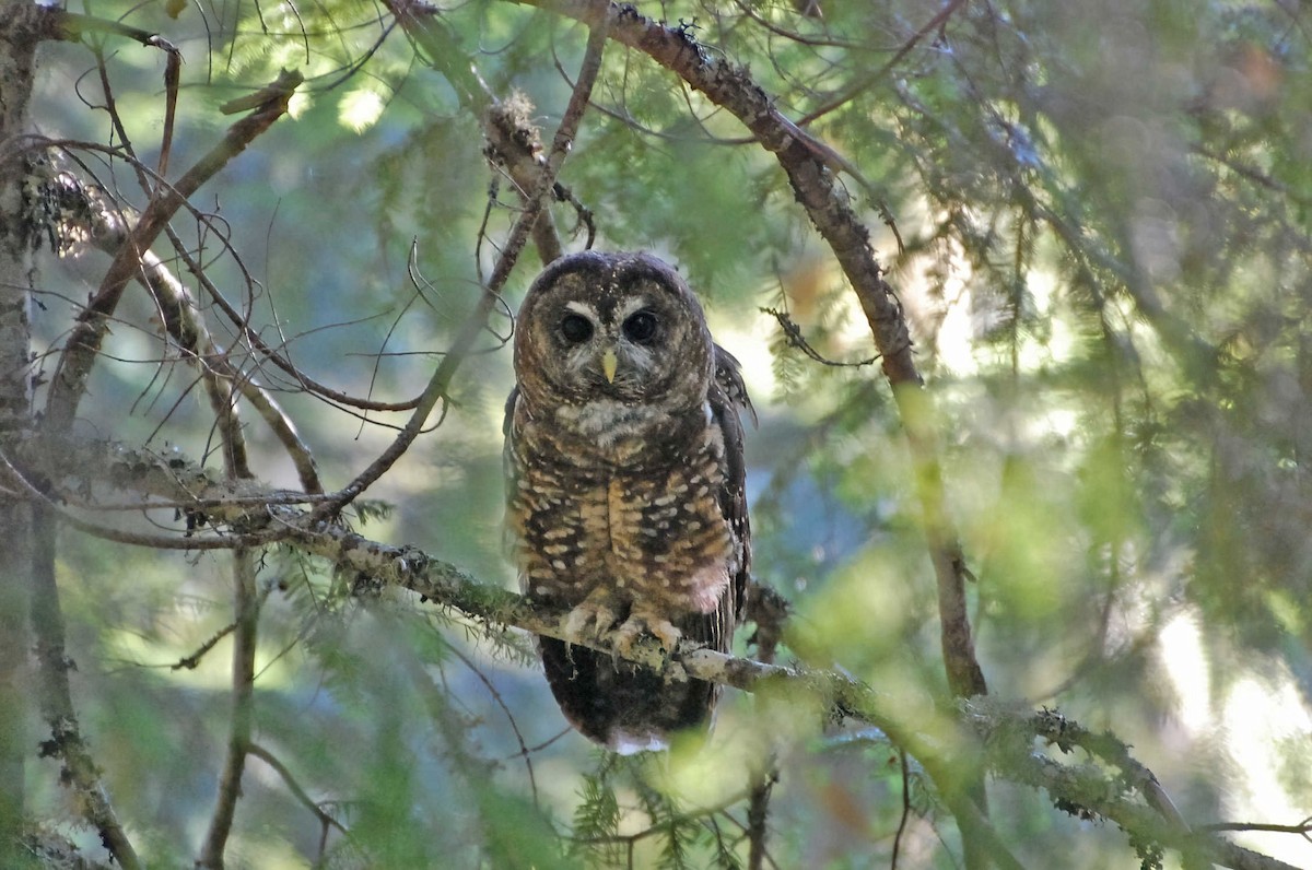 Spotted Owl (Northern) - ML598639691