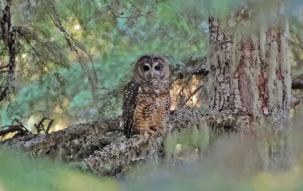 Spotted Owl (Northern) - ML598639701