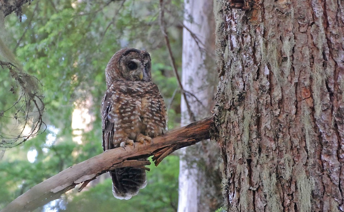 Spotted Owl (Northern) - ML598639711