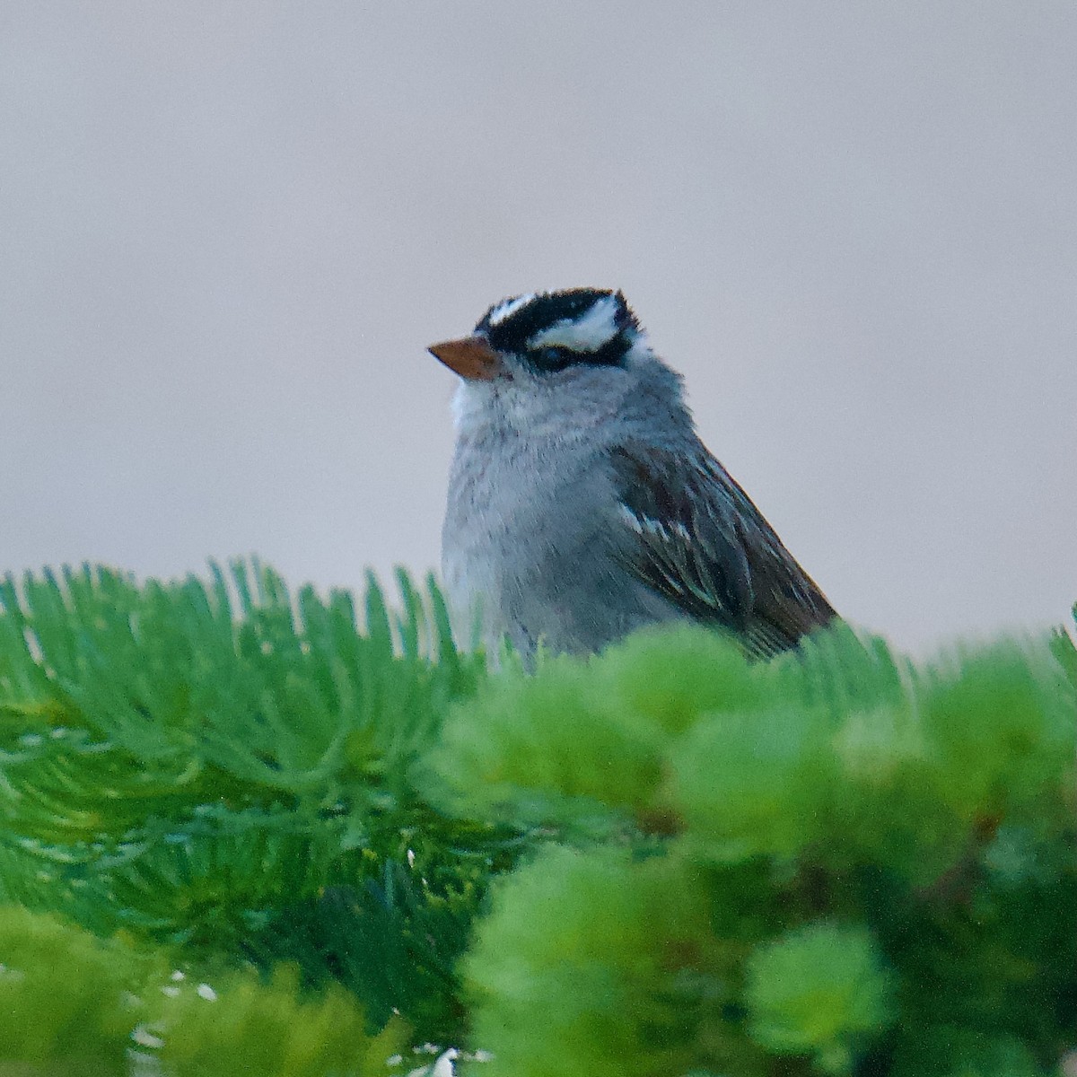 White-crowned Sparrow - ML598647171