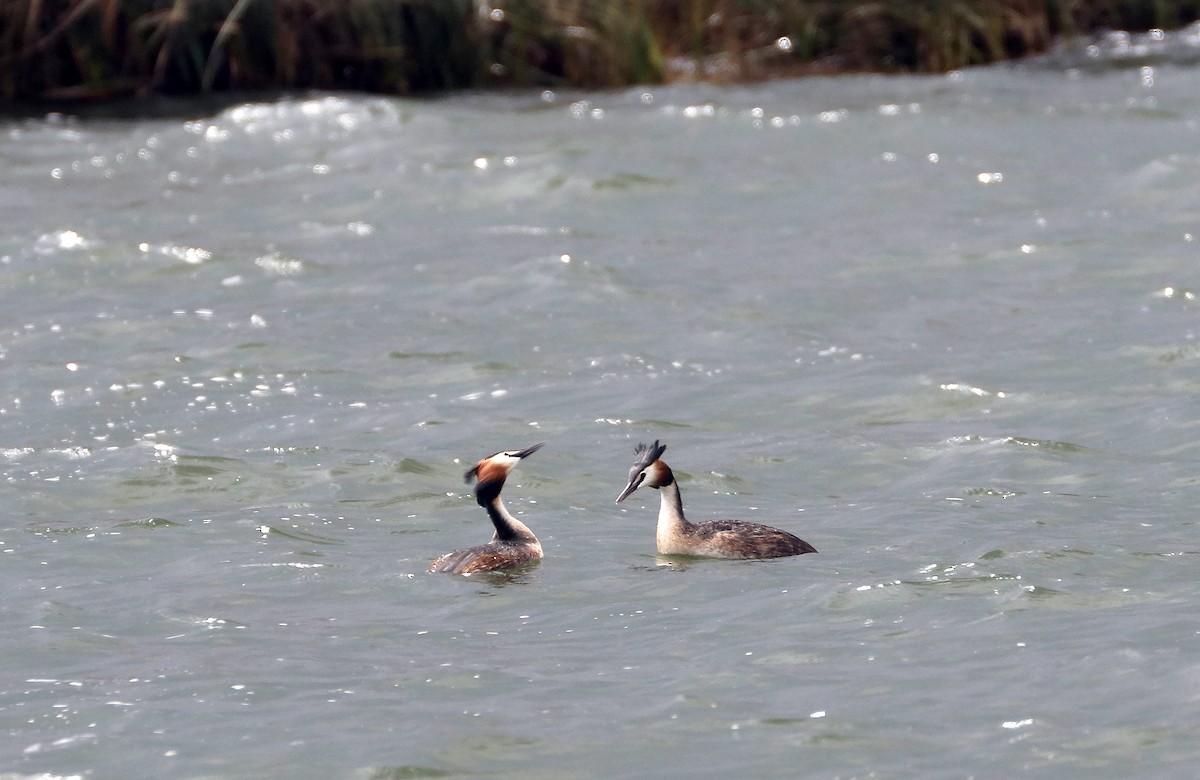 Great Crested Grebe - ML598647451