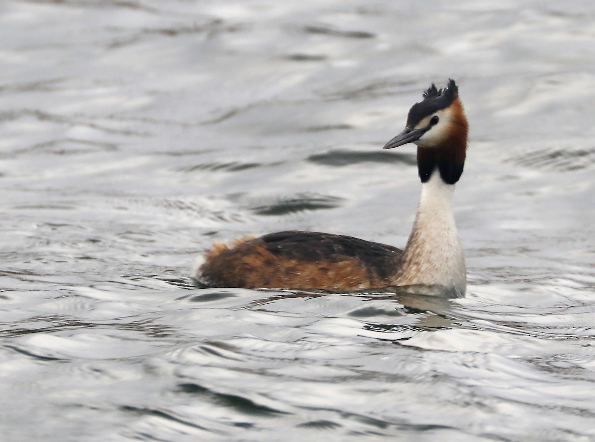 Great Crested Grebe - ML598647461