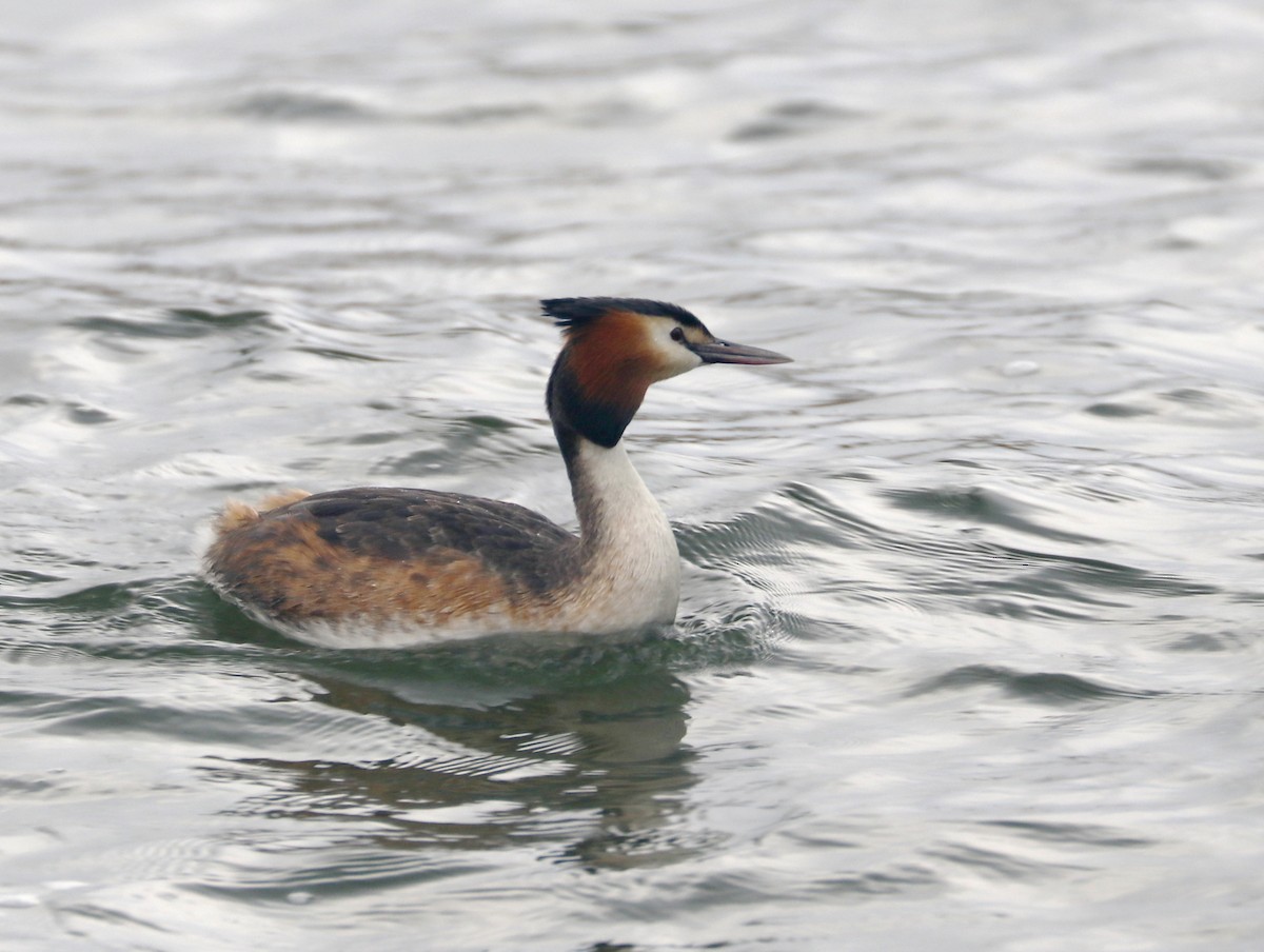 Great Crested Grebe - ML598647471