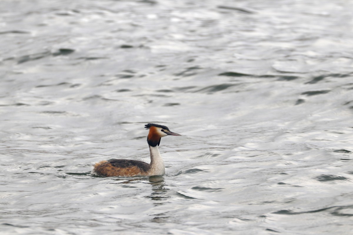 Great Crested Grebe - Mohammad Safdel
