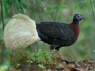 Bulwer's Pheasant - Lophura bulweri - Birds of the World