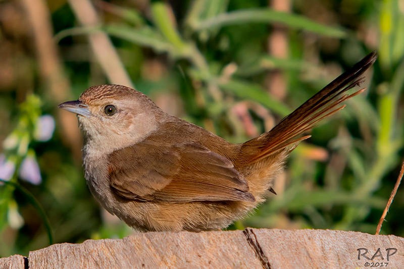 Little Thornbird - Ricardo A.  Palonsky