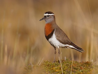  - Rufous-chested Dotterel